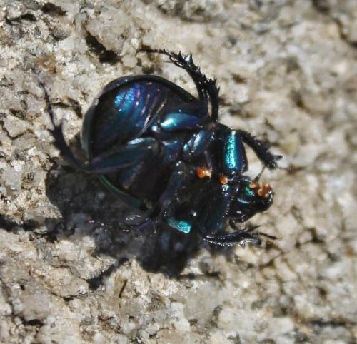 Réf. 237 941 : Trypocopris pyrenaeus